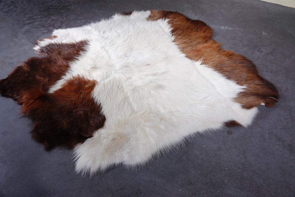 牦牛皮 頭骨 - Bos grunniens - 155 cm - 1 cm - 135 cm- 非《瀕臨絕種野生動植物國際貿易公約》物種 #1.0