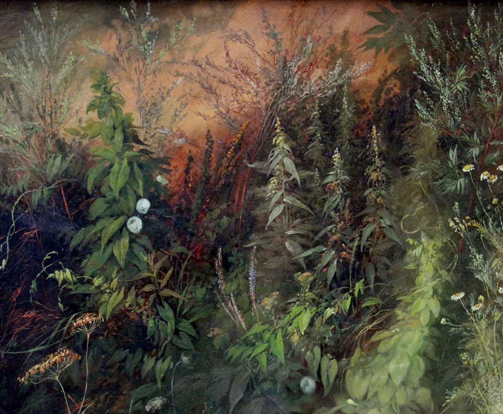 Peter Johann Nepomuk Geiger (1805-1880) - Nature study of forest plants #4.3