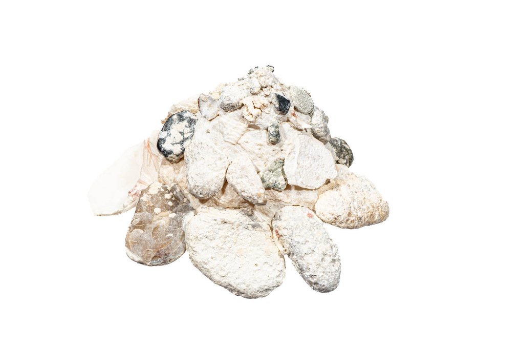 Ασυνήθιστο δείγμα /// Carrier shell Σκελετός - Xenophora robusta - 0 cm - 0 cm - 68 mm- Είδη που δεν ανήκουν στο CITES -  (1) #3.2