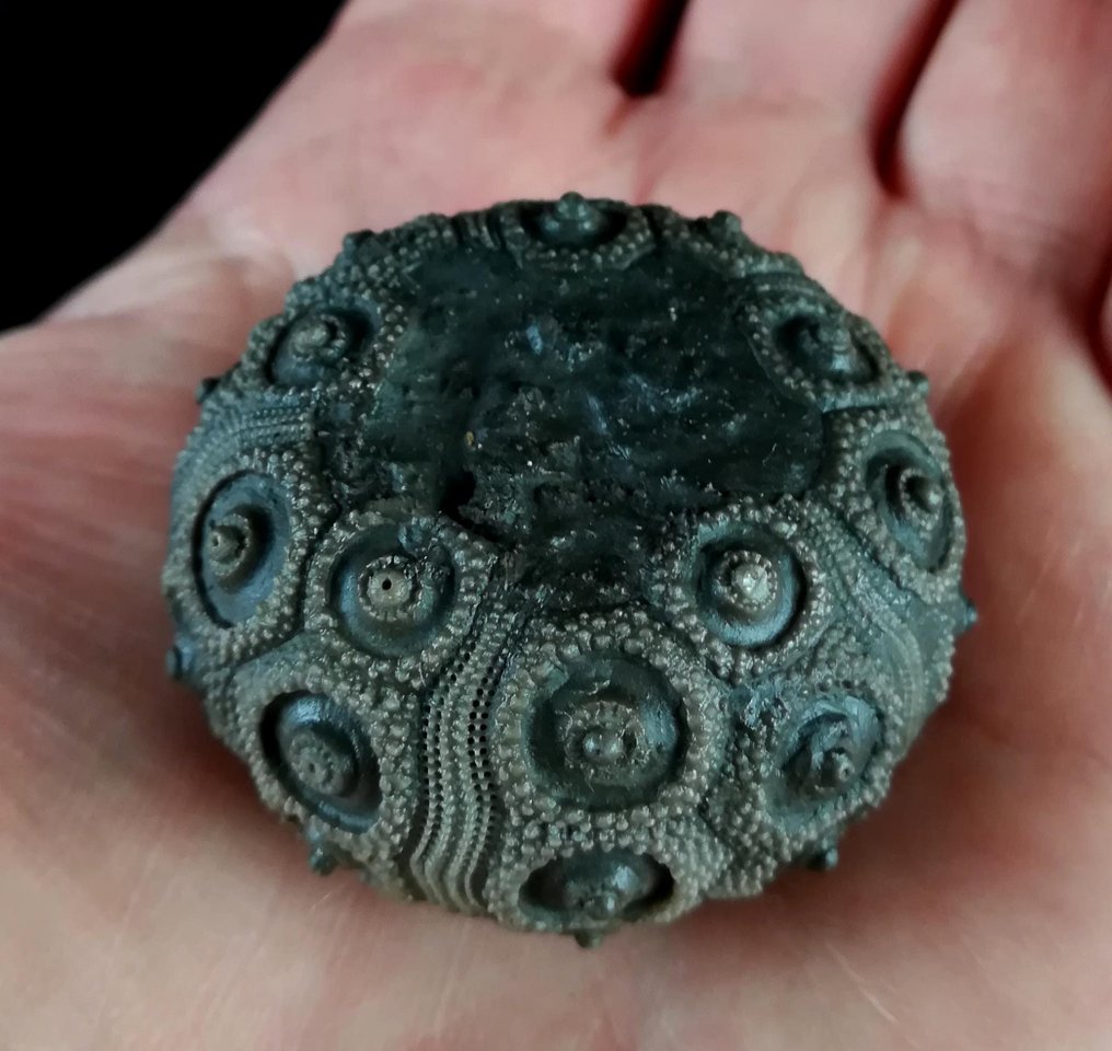 Impressive sea urchin! — Exceptional size for this species, 39 mm! - Fossilised animal - Abelleicidaris saemanni (Cotteau, 1857) - 39 mm - 39 mm (No reserve price) #4.3