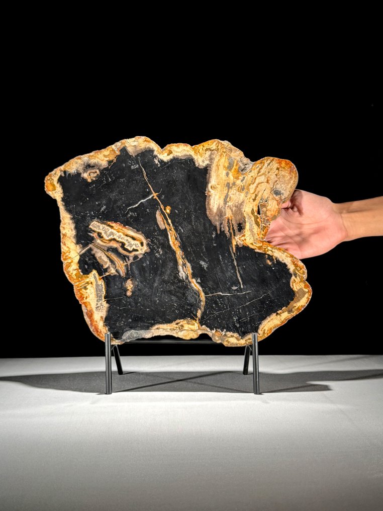 Εντυπωτικό κομμάτι πετραγωμένης ξυλείας σε προσαρμοσμένη βάση. - Απολιθωμένο ξύλο  (χωρίς τιμή ασφαλείας) #1.0