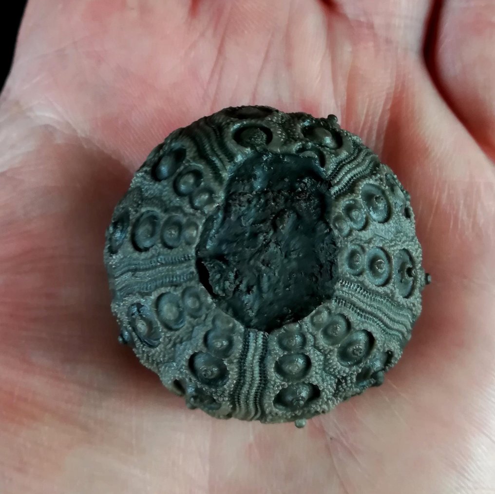 Impressive sea urchin! — Exceptional size for this species, 39 mm! - Fossilised animal - Abelleicidaris saemanni (Cotteau, 1857) - 39 mm - 39 mm (No reserve price) #3.2