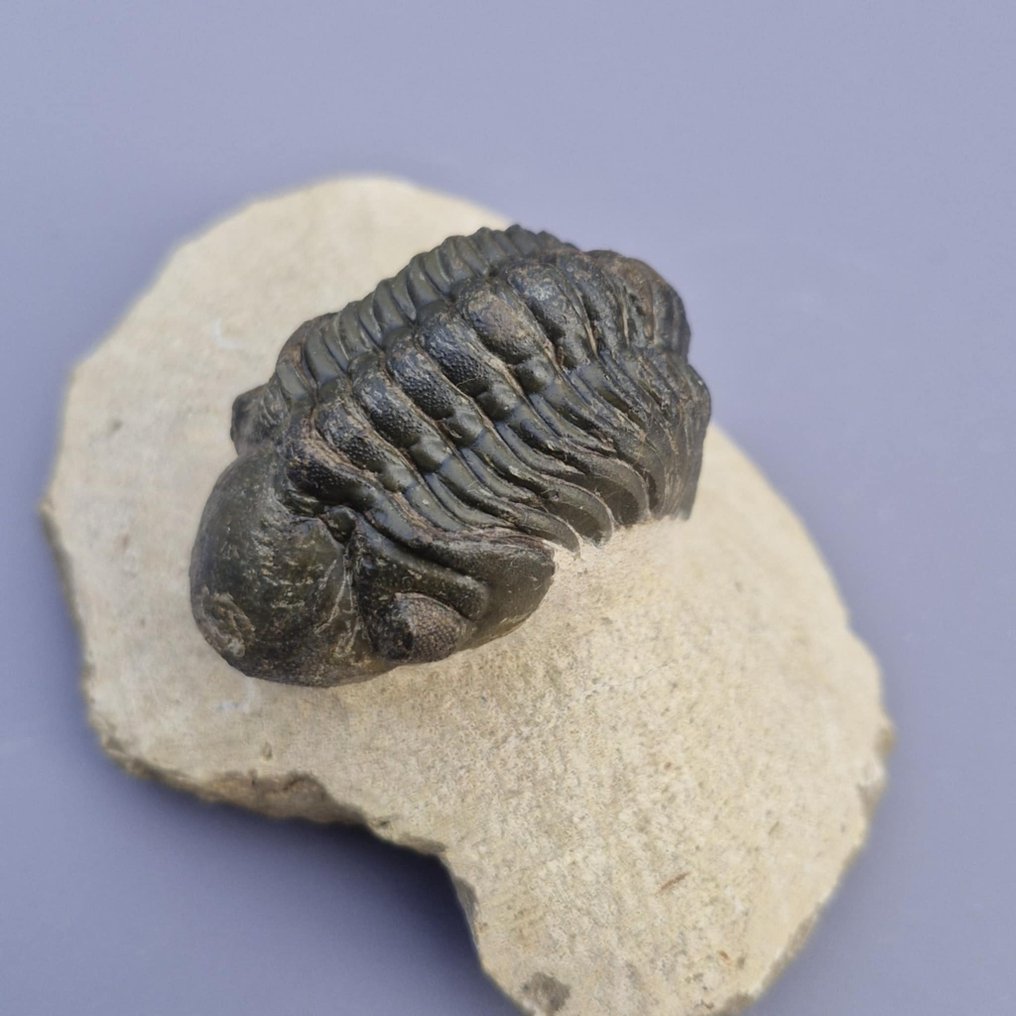 Trilobite - Fosszilizálódott állat - Phacops rana africana - 4.7 cm - 3 cm (Nincs minimálár) #4.3