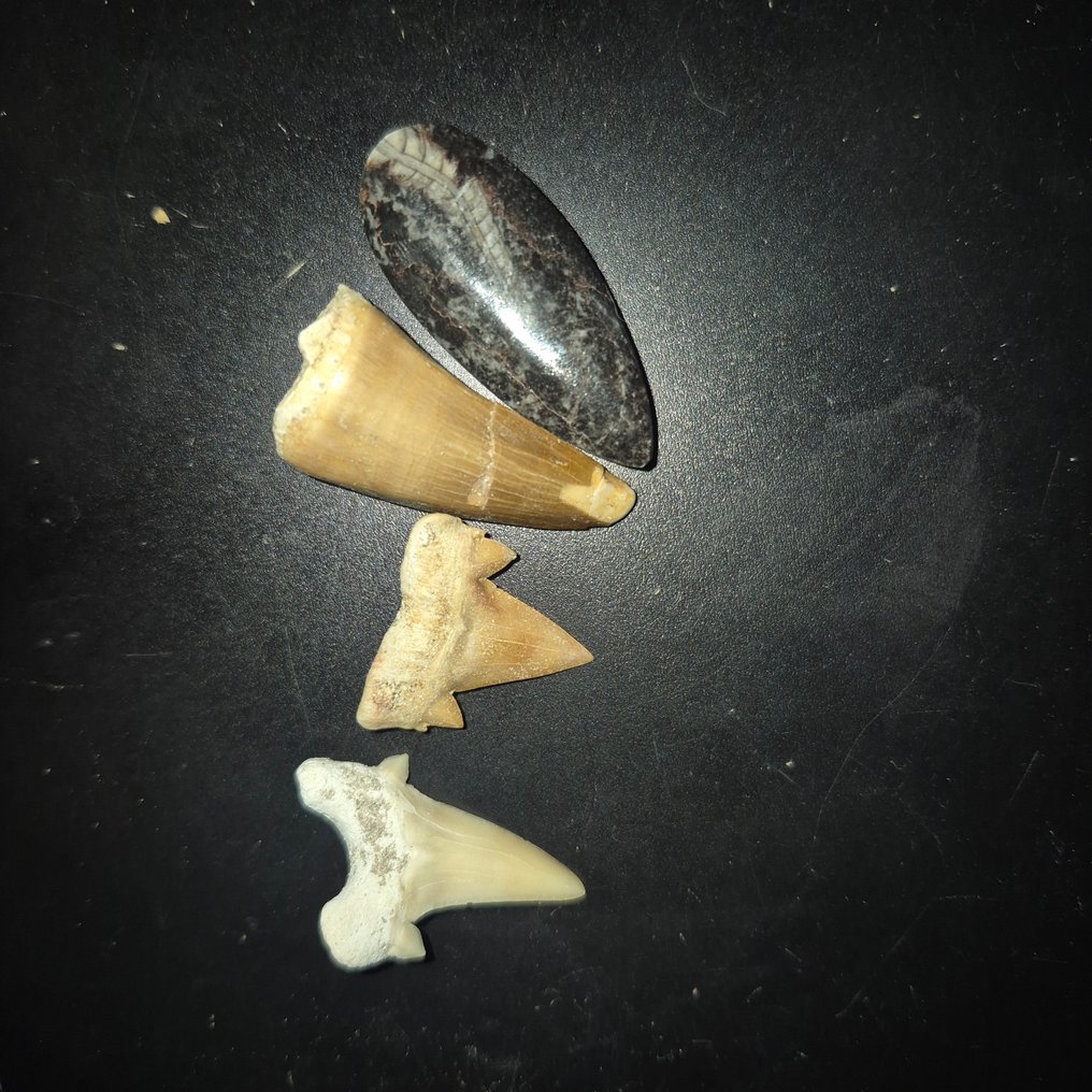 Fóssil - Dente fóssil - Bijzondere set van 4 unieke fossielen - grote Mosasaurus Tand - Otodus Obliquus - Carcharocles - - 11 cm - 11 cm (Sem preço de reserva) #4.3