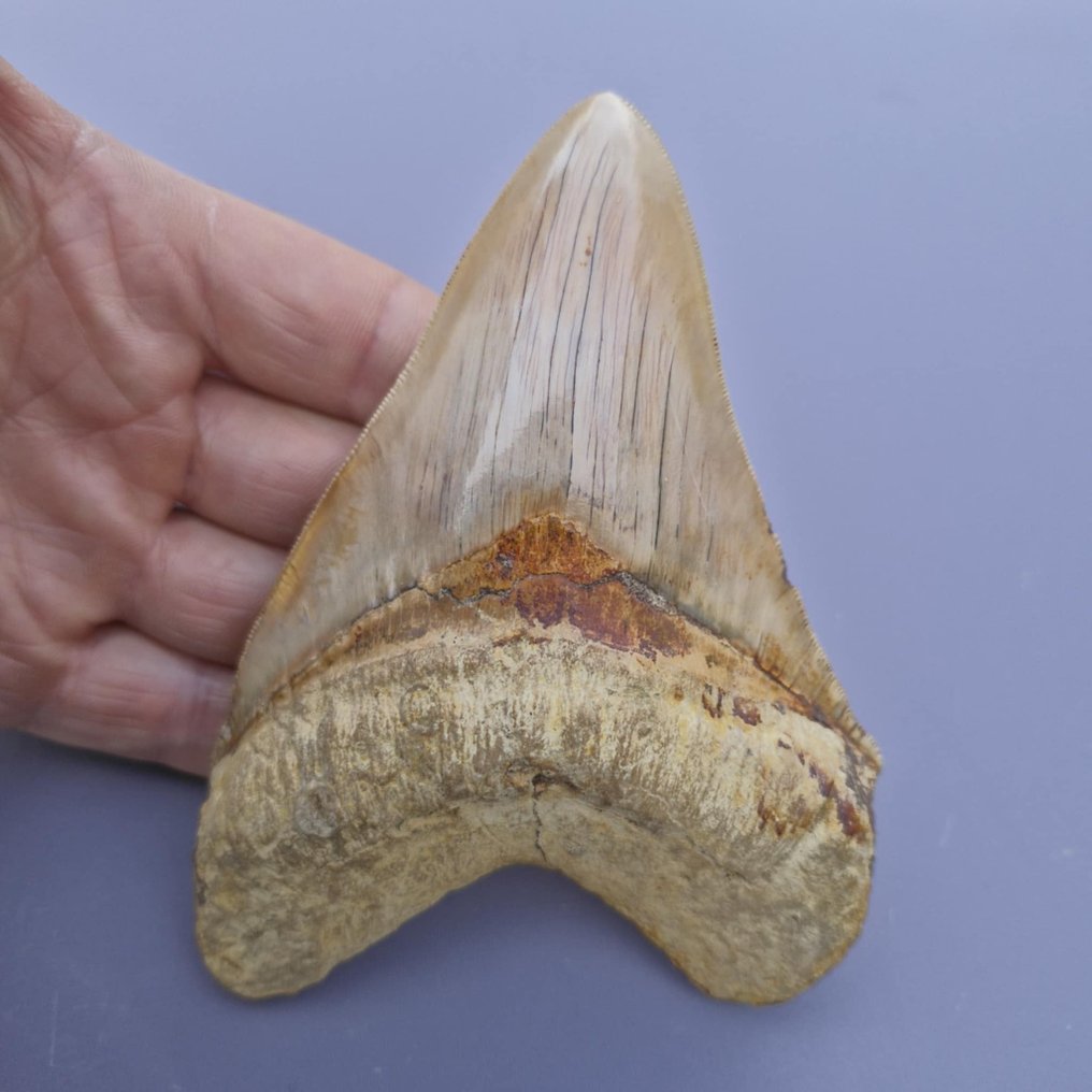 Grande squalo Megalodon naturale - Dente fossile - megaselachus megalodon - 133 mm - 92 mm #2.1