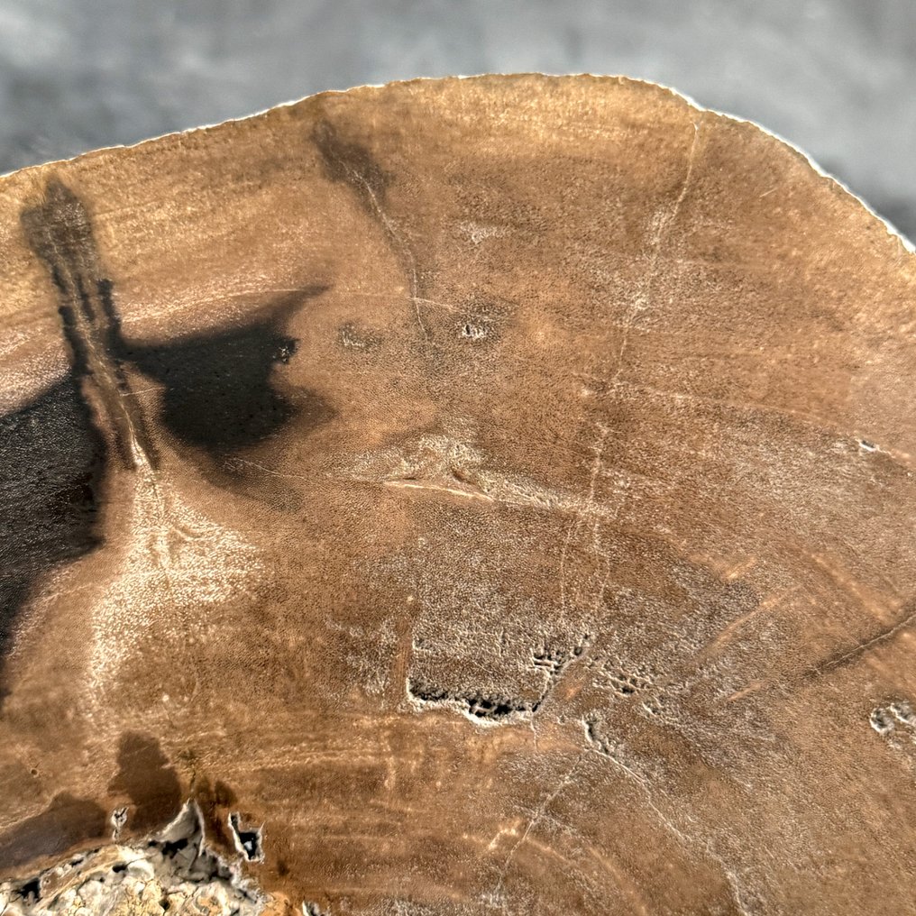 Υπέροχη φέτα πετρωμένου ξύλου σε μια εξατομικευμένη βάση - Απολιθωμένο ξύλο  (χωρίς τιμή ασφαλείας) #4.3