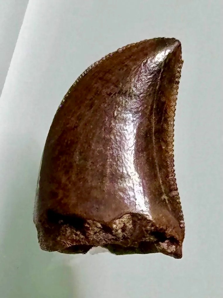 Νεαρός Τυραννόσαυρος. - Απολιθωμένα δόντια - Judith River formation - Hill County - Montana - USA !!! #1.0