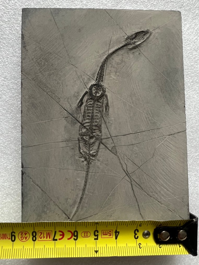 Marine reptile - Fossilised animal - Keichousaurus s - 12.2 cm - 8.5 cm  (No reserve price) #2.1