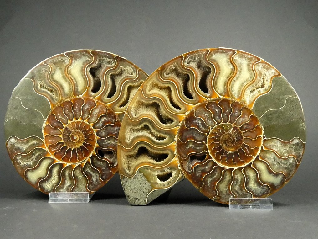 Ammonoid - Fossiliserat djur - Aioloceras (Cleoniceras) sp. - 20 cm #2.1