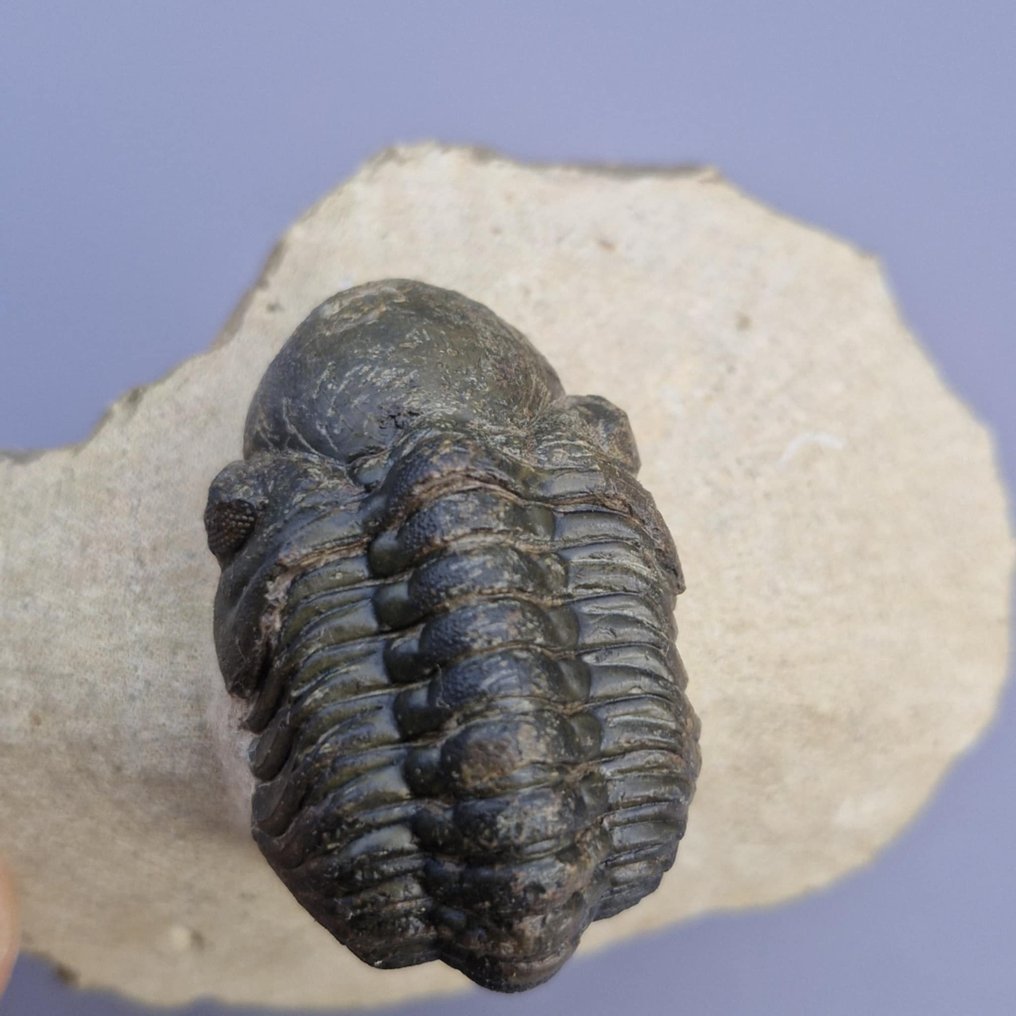 Trilobite - Fosszilizálódott állat - Phacops rana africana - 4.7 cm - 3 cm (Nincs minimálár) #3.2