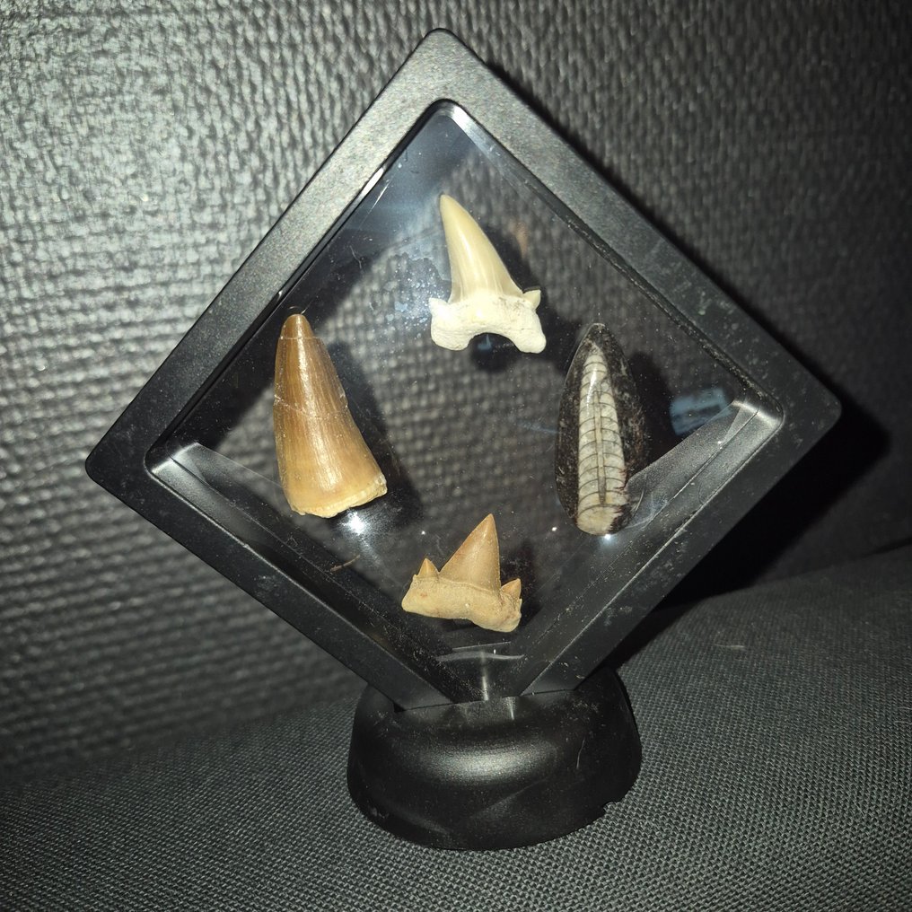 Fóssil - Dente fóssil - Bijzondere set van 4 unieke fossielen - grote Mosasaurus Tand - Otodus Obliquus - Carcharocles - - 11 cm - 11 cm (Sem preço de reserva) #1.0