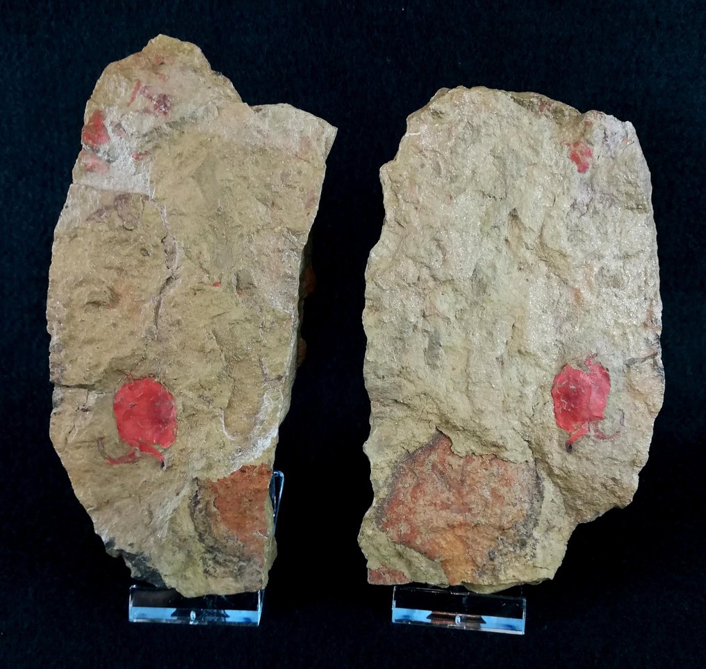 Equinodermo primitivo - Stylophora!!! - Animale fossilizzato - Peltocystis cornuta (Thoral, 1935) - 17 cm - 7 cm #3.2