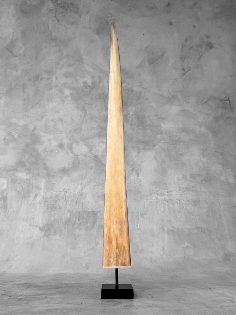 Ingen minstepris - Et stort sverdfiskrostrum montert på spesiallaget pedestal. Rostrum på stativ - Xiphias Gladius - 74 cm - 7 cm - 7 cm- Ikke-CITES arter -  (1) #3.2