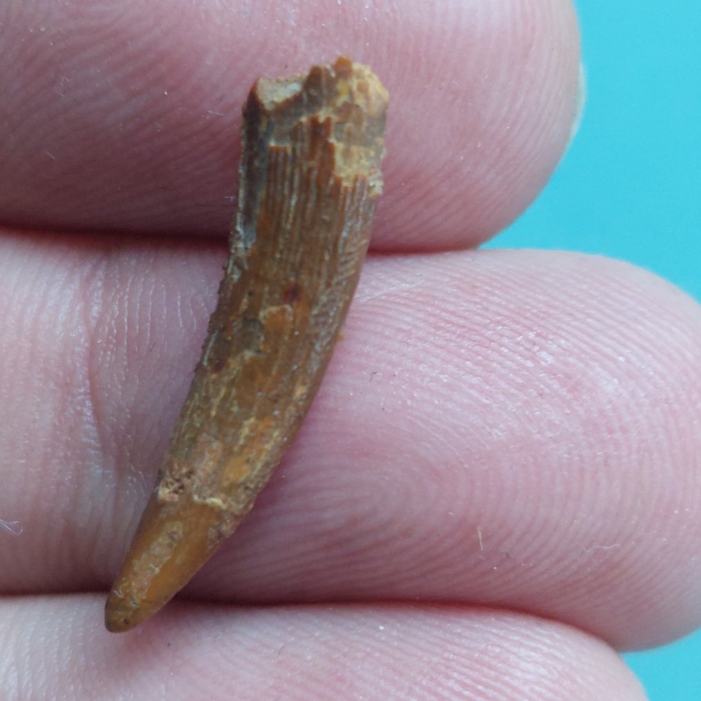 Pterosaur - Fossil tann - 28 mm - 8 mm  (Ingen reservasjonspris) #1.0