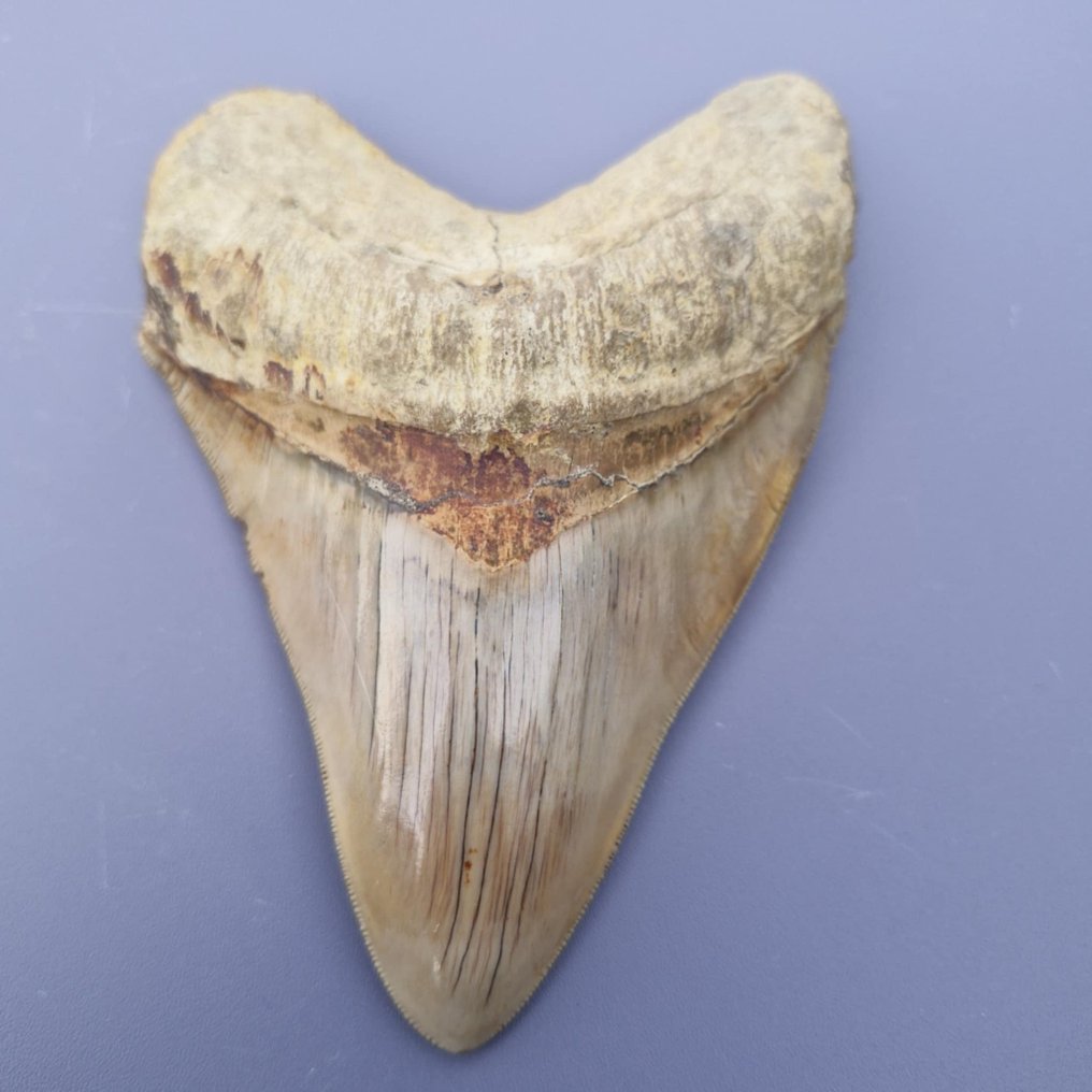 Grande squalo Megalodon naturale - Dente fossile - megaselachus megalodon - 133 mm - 92 mm #3.2