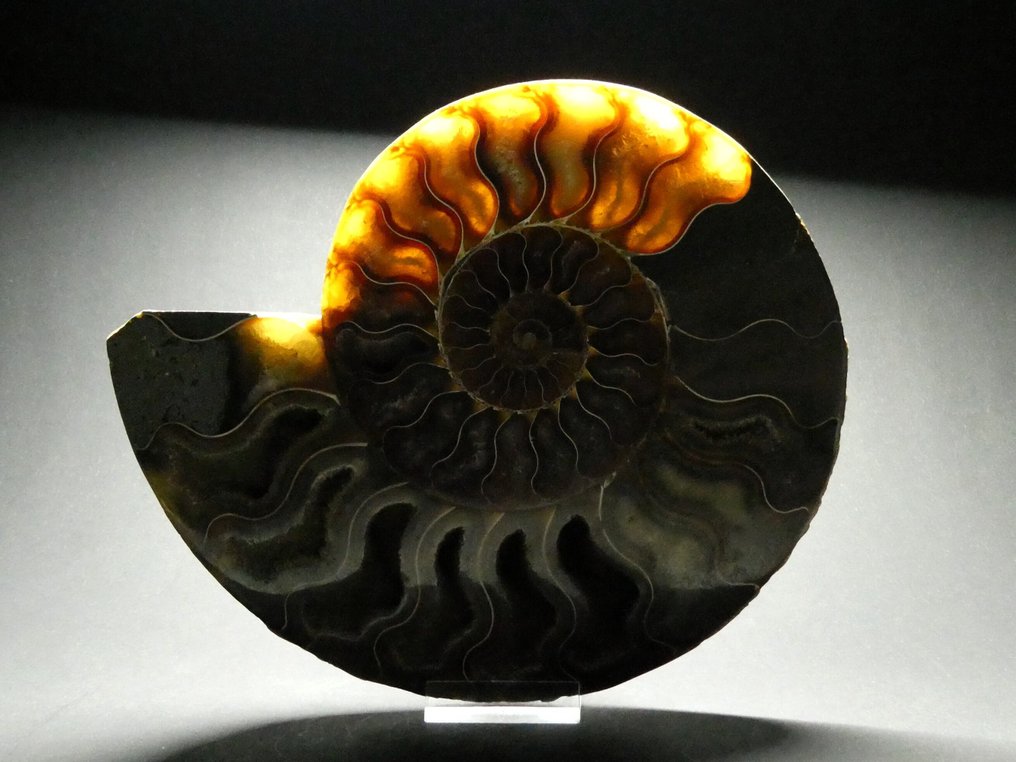 Ammonoid - Fossiliserat djur - Aioloceras (Cleoniceras) sp. - 20 cm #4.3