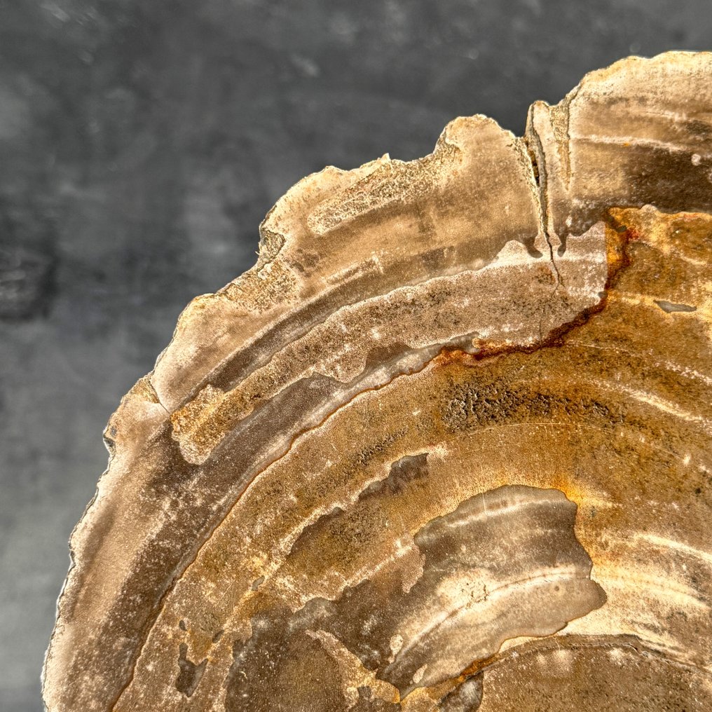 令人惊叹的巨大化石木片，放置在定制底座上 - 化石木材  (沒有保留價) #3.2