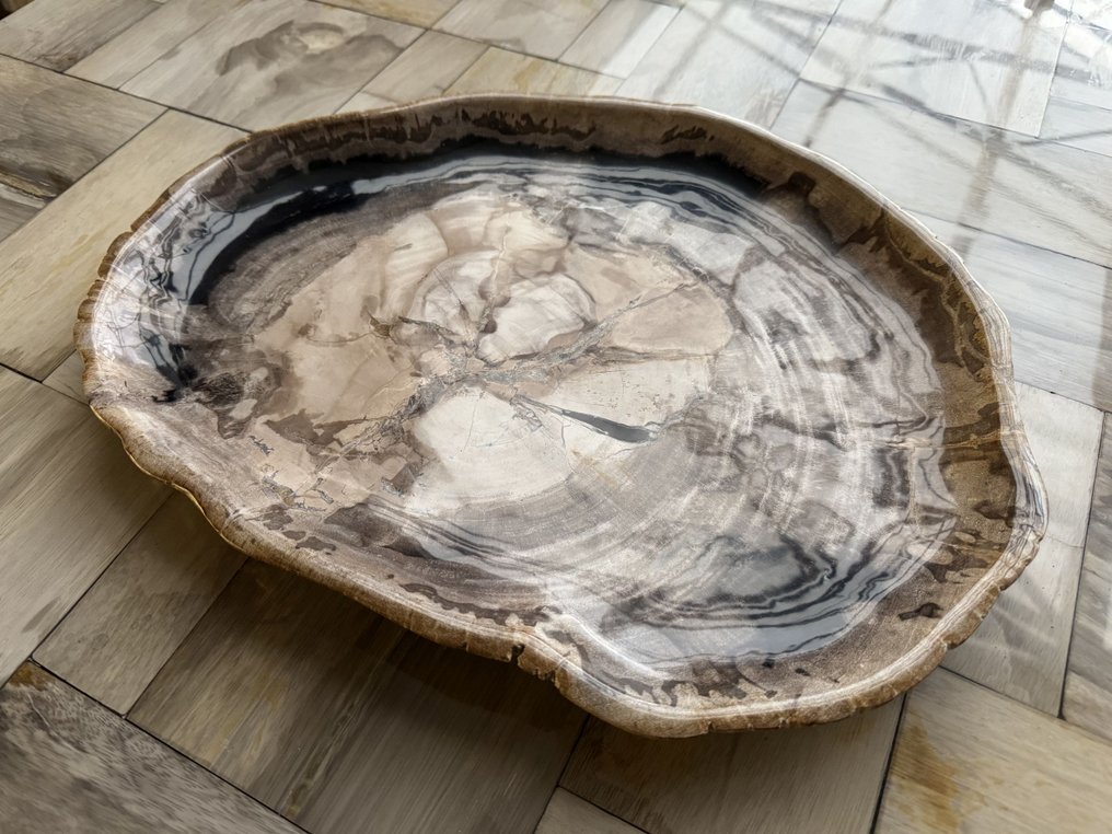 Petrified wood - Fossilised wood - 3 cm - 43 cm #2.1