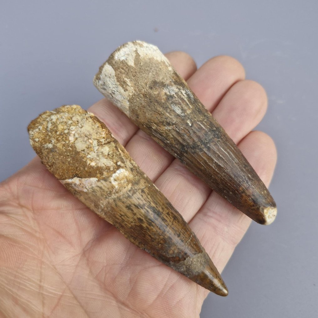 Dinoszaurusz - Fosszilis fogak - Spinosaurus aegyptiacus - 88 mm - 26 mm (Nincs minimálár) #3.2