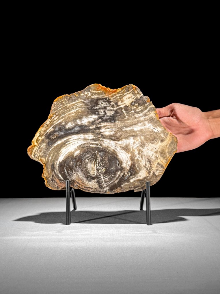 令人惊叹的化石木片，放置在定制底座上。 - 化石木材  (沒有保留價) #1.0