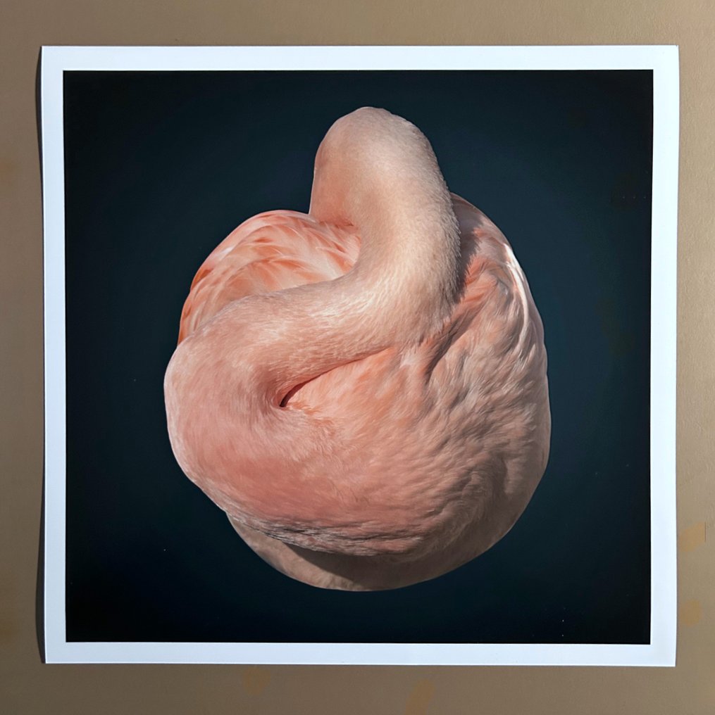 Ralph Hargarten - Flamingo #1.0