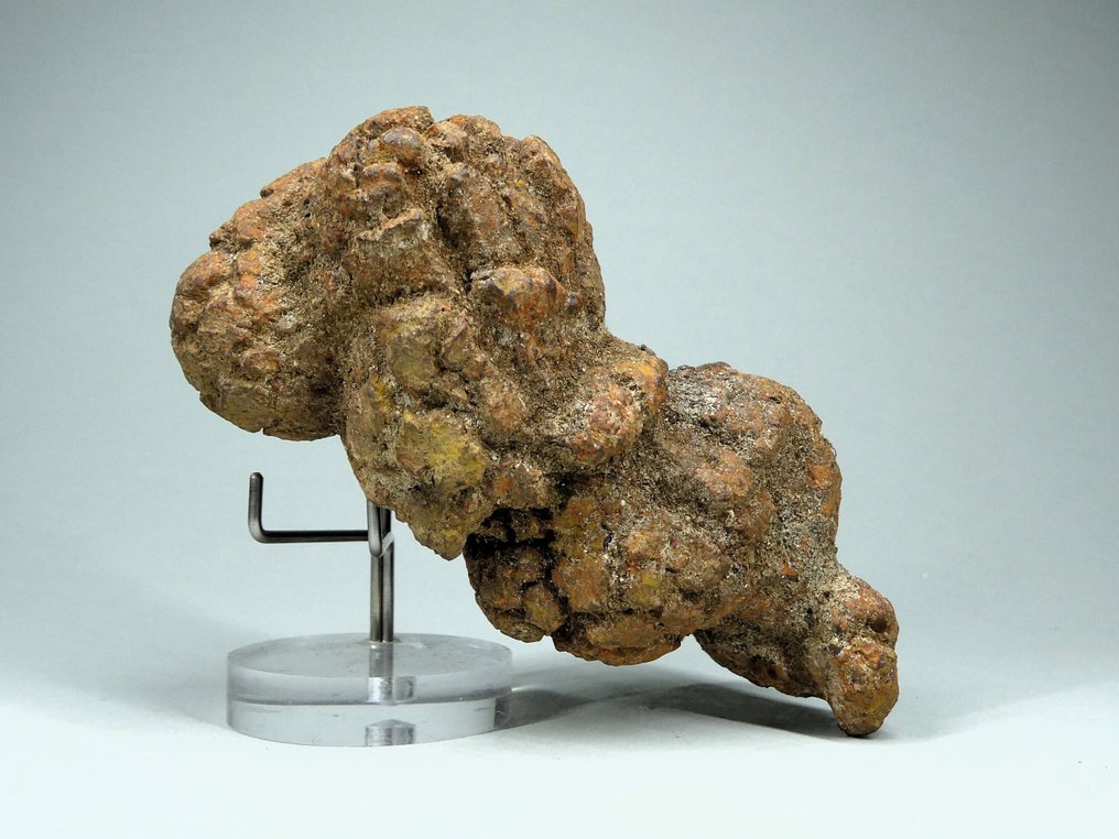 fossiliserad reptilisk avföring - Fossiliserat djur - Koprolithe - 10 cm (Utan reservationspris) #2.1