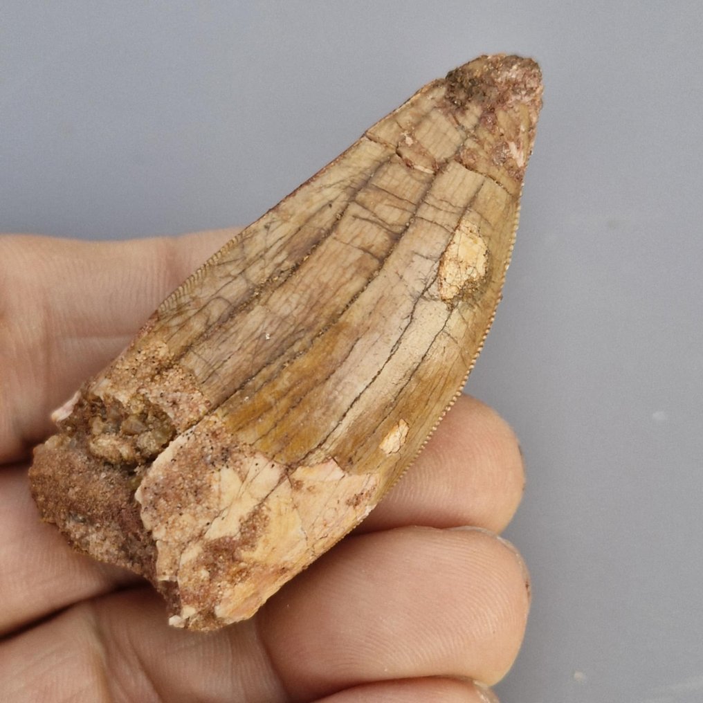 Grande dinosauro - Dente fossile - Carcharodontosaurus saharicus - 6.4 cm - 2.7 cm (Senza prezzo di riserva) #1.0