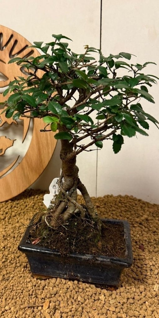 Ιαπωνική φτελιά μπονσάι (Τζέλοβα) - Ύψος (Δέντρο): 26 cm - Βάθος (Δέντρο): 18 cm - Βέλγιο #1.0
