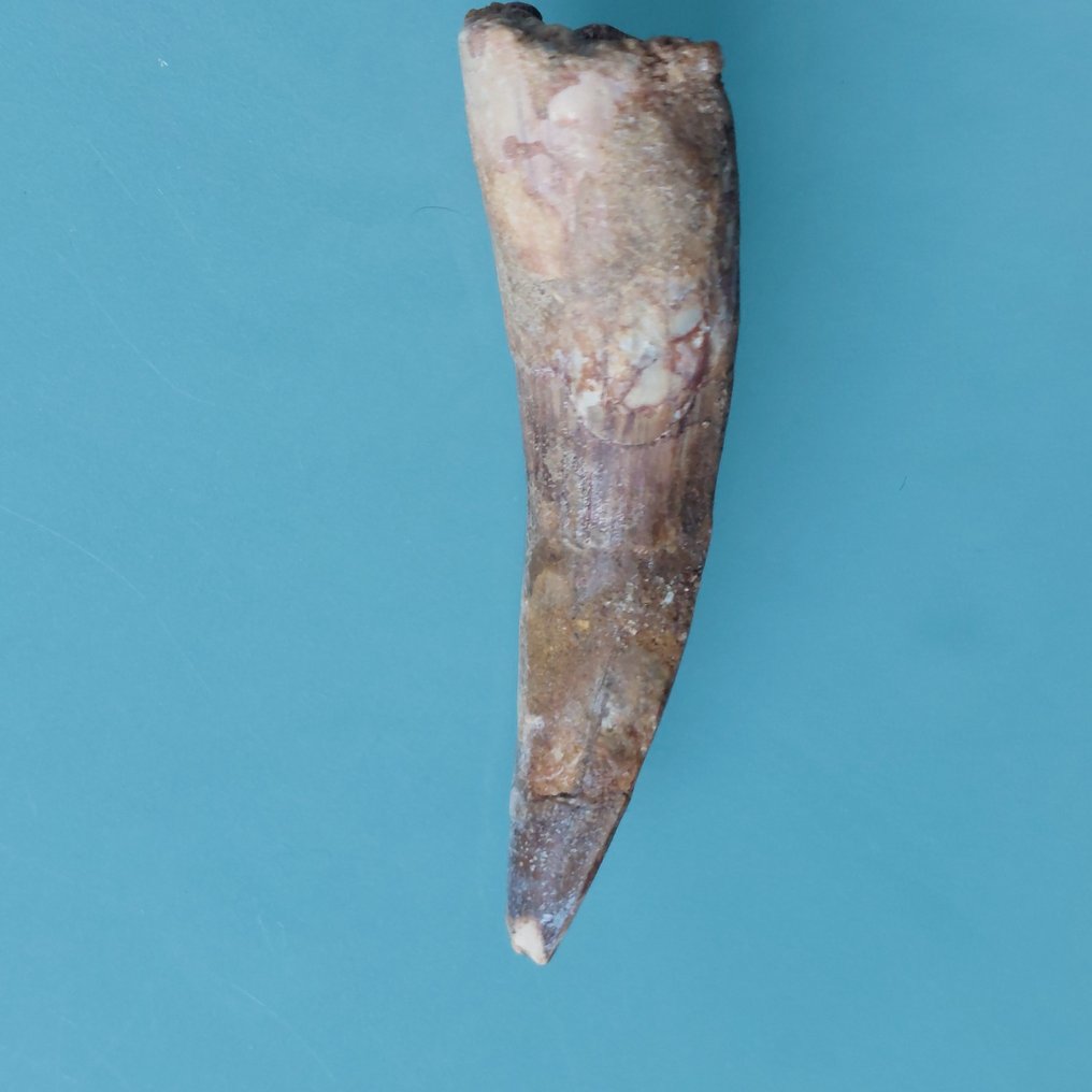 Dinosauro - Dente fossile - Spinosaurus aegyptiacus - 100 mm - 30 mm #2.1