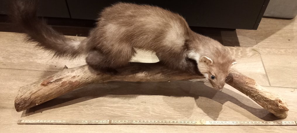 steenmarter Allestimento tassidermico a corpo intero - fluwijn (Martes foina) - 28 cm - 73 cm - 30 cm - Specie non CITES - 1 #3.2