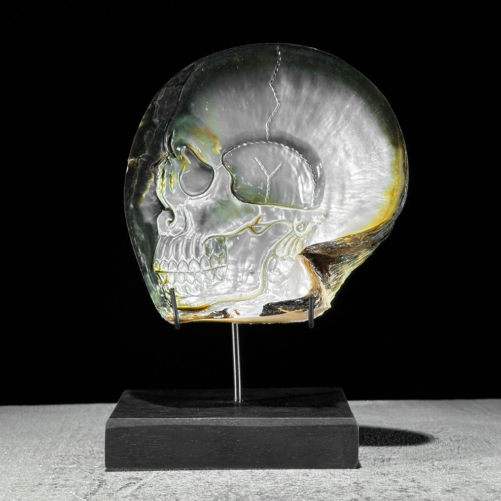 精细雕刻的珍珠贝壳——人类骷髅图案 貝殼 - Pinctada Maxima  (沒有保留價) #1.0