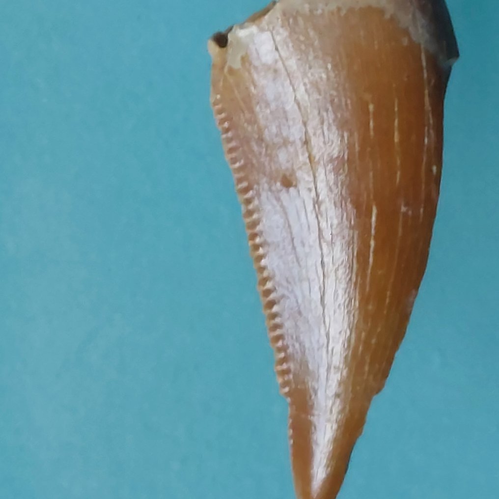 Dinosaur - Fossil tann - Abelisaurus - 21 mm - 9 mm  (Ingen reservasjonspris) #1.0