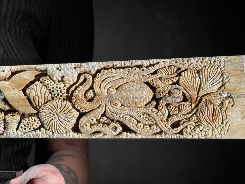 Χωρίς ελάχιστη τιμή - Εντυπωσιακό μεγάλο σκαλιστό ρύγχος ξιφία - θαλάσσιο μοτίβο Ρύγχος - Xiphias Gladius - 13 cm - 82 cm - 6 cm- Είδη που δεν ανήκουν στο CITES -  (1) #4.3