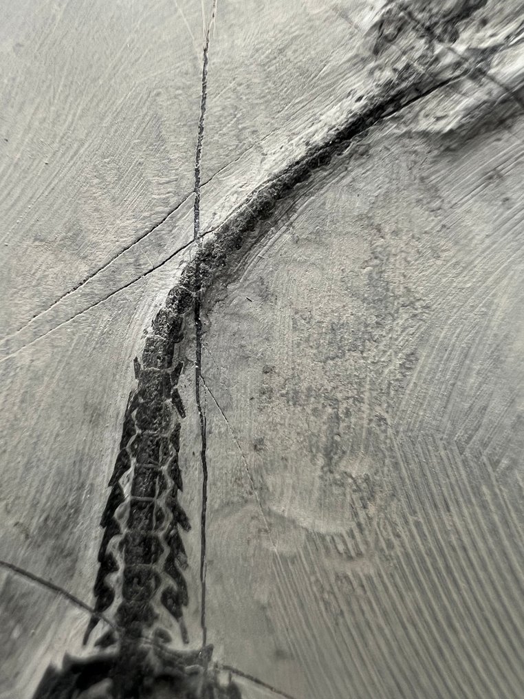 Marine reptile - Fossilised animal - Keichousaurus s - 12.2 cm - 8.5 cm  (No reserve price) #4.3