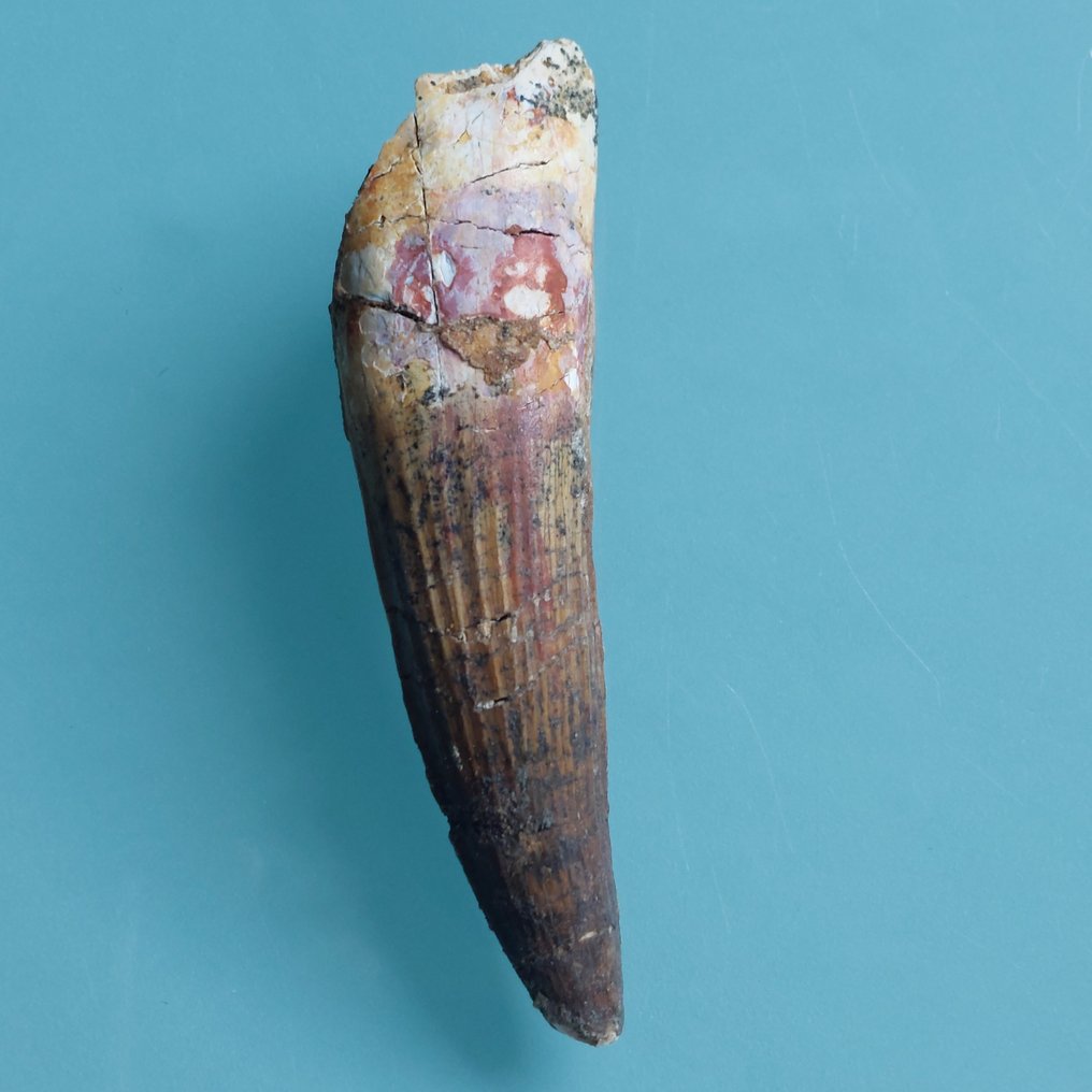 Dinosaur - Fossil tooth - Spinosaurus aegyptiacus - 85 mm - 25 mm (No reserve price) #2.1