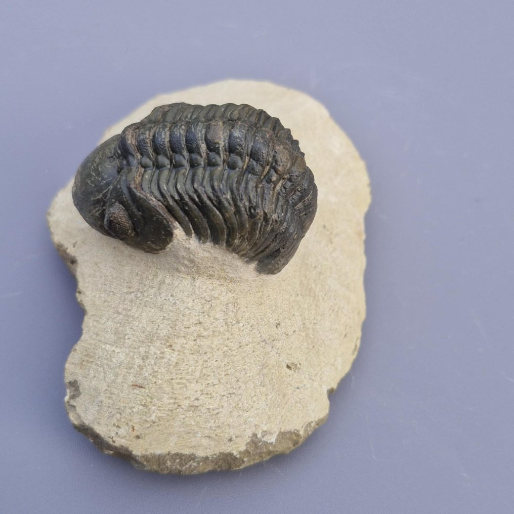 Trilobite - Fosszilizálódott állat - Phacops rana africana - 4.7 cm - 3 cm (Nincs minimálár) #2.1