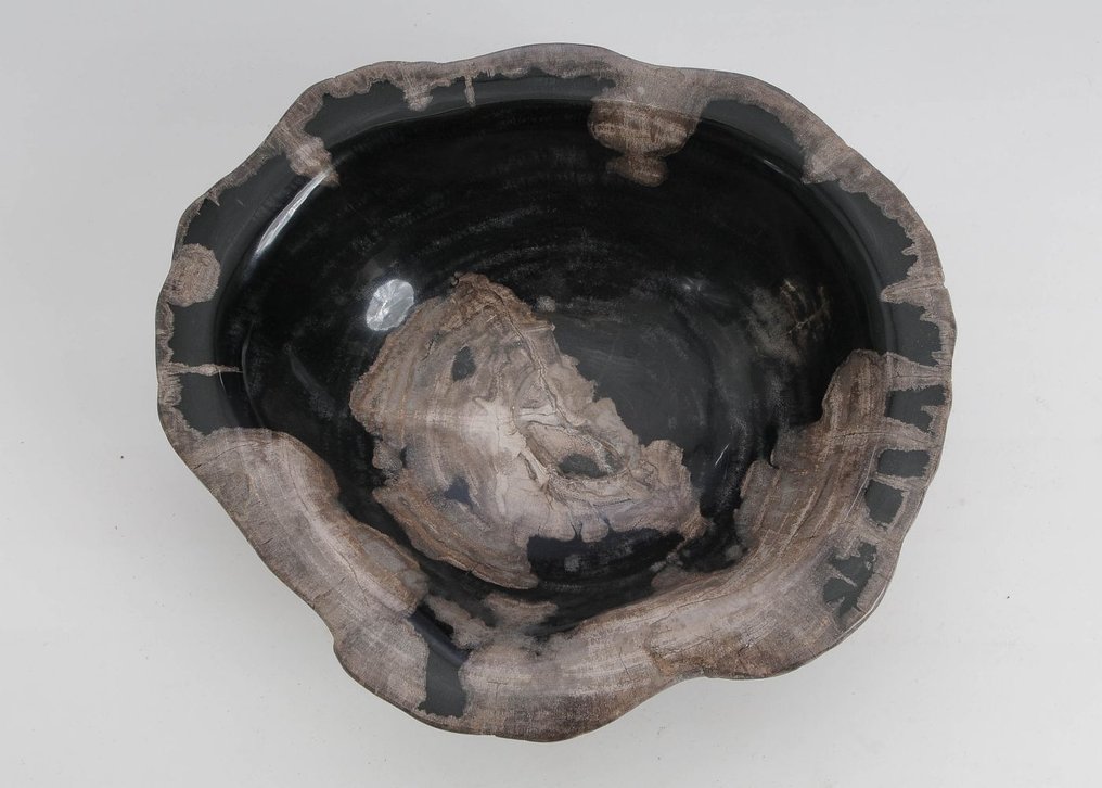 Bois pétrifié - Bois fossilisé - 12 cm - 34 cm #1.0