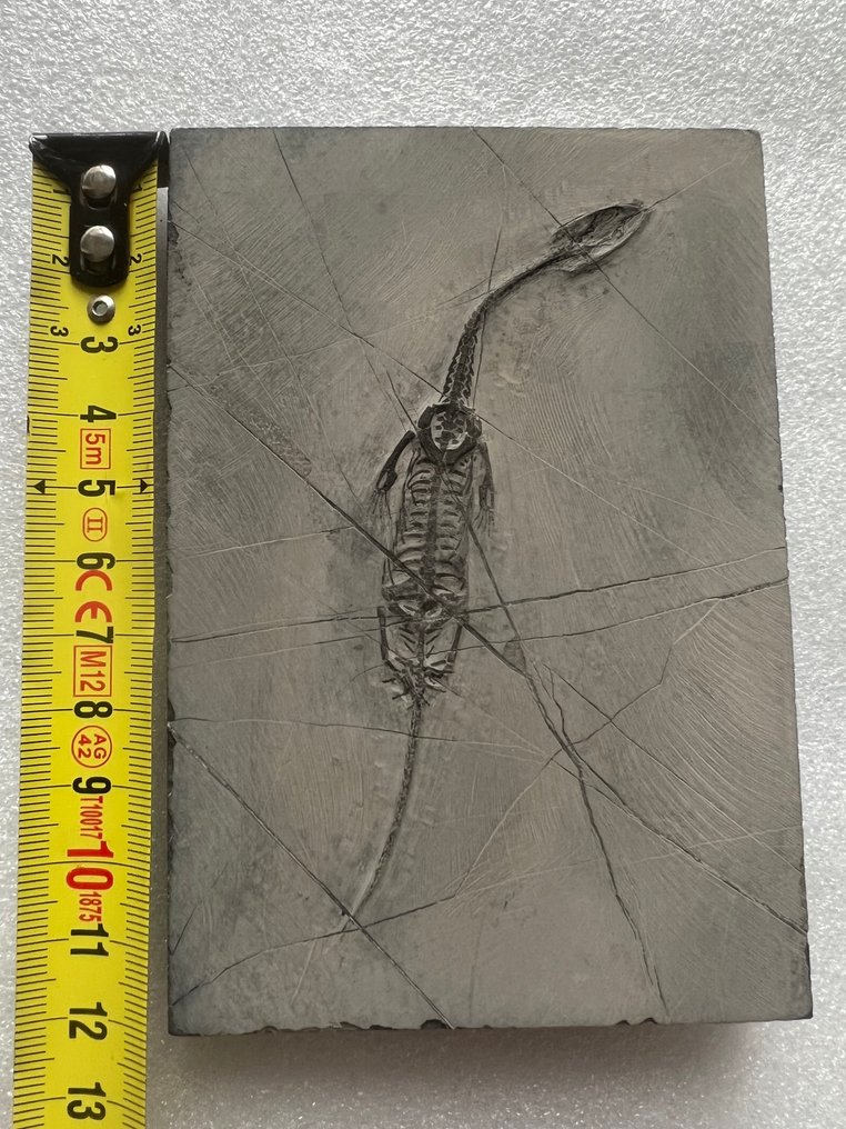 Marine reptile - Fossilised animal - Keichousaurus s - 12.2 cm - 8.5 cm  (No reserve price) #1.0