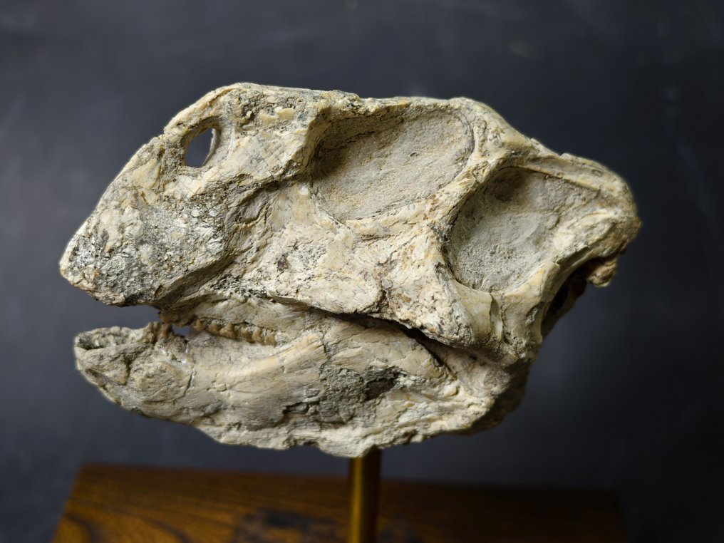 Psittacosaurus sp skull with tailor-made display stand - Fossil skeleton #1.0
