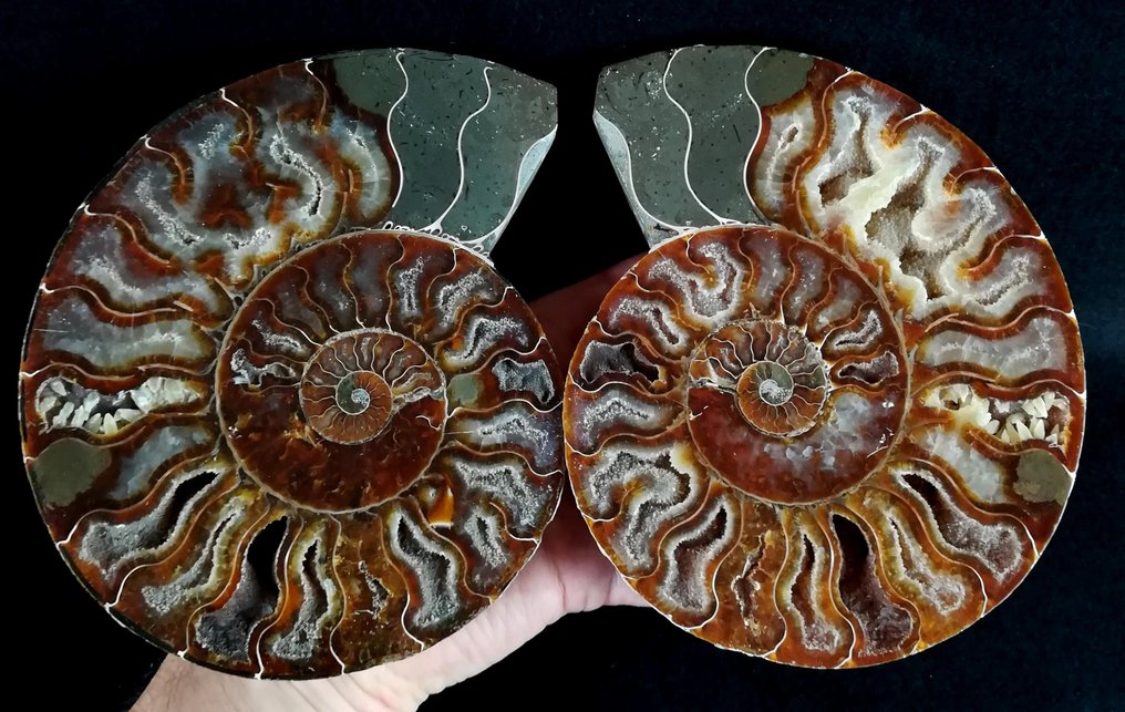 Ammonite - Fossilised animal - Aioloceras (Cleoniceras) besairiei (Collignon 1949) - 18.5 cm - 15.3 cm #1.0