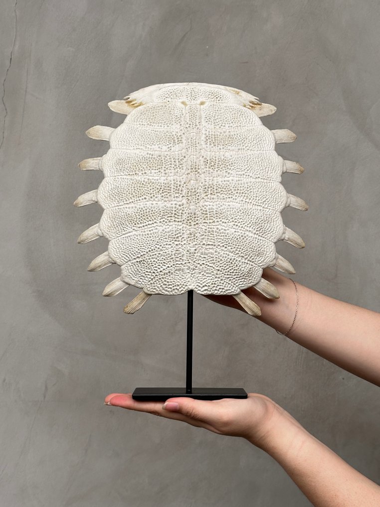 无底价 - 令人惊叹的中国软壳龟背壳，放在定制支架上 骨頭 - Pelodiscus Sinensis - 35 cm - 26 cm - 7 cm- 非《瀕臨絕種野生動植物國際貿易公約》物種 -  (1) #1.0