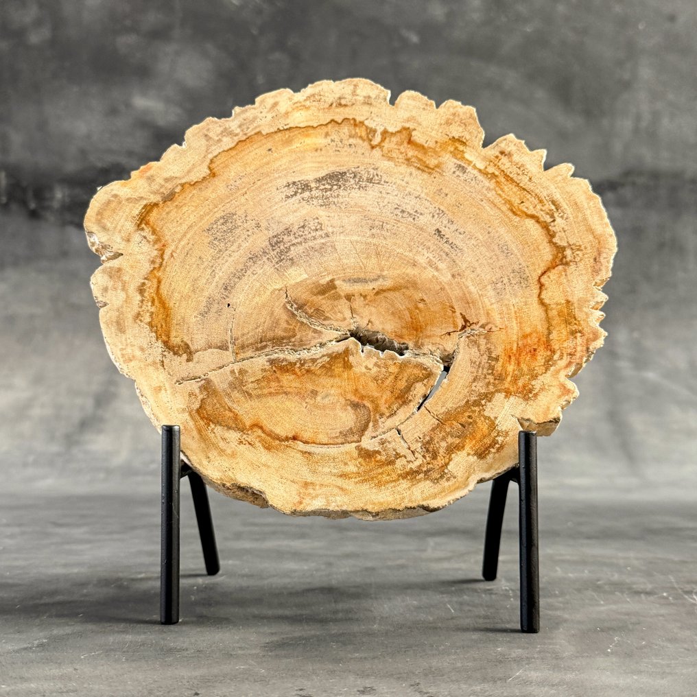 令人惊叹的化石木片，放置在定制底座上。 - 化石木材 - 24.2 cm - 24 cm  (没有保留价) #2.1