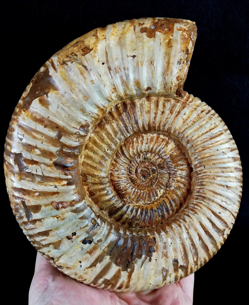 Ammonoid - Fossiliserat djur - Kranaosphinctes (Pachyplanulites) rabei (COLLIGNON) - 18 cm - 15.5 cm #1.0