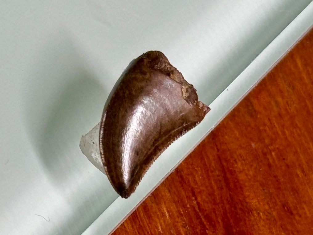 Νεαρός Τυραννόσαυρος. - Απολιθωμένα δόντια - Judith River formation - Hill County - Montana - USA !!! #3.2