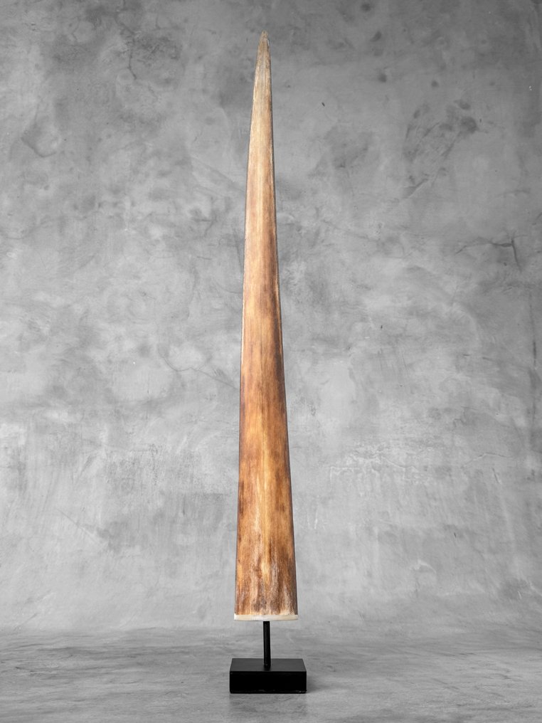 Χωρίς ελάχιστη τιμή - Εντυπωτικό κέρατο ξιφία τοποθετημένο σε ειδικά κατασκευασμένη βάση - Ρύγχος σε βάση - Xiphias Gladius - 73 cm - 7 cm - 7 cm- Είδη που δεν ανήκουν στο CITES -  (1) #2.1