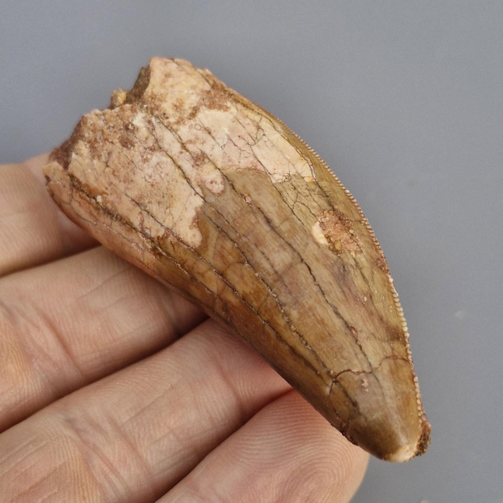 Grande dinosauro - Dente fossile - Carcharodontosaurus saharicus - 6.4 cm - 2.7 cm (Senza prezzo di riserva) #3.2