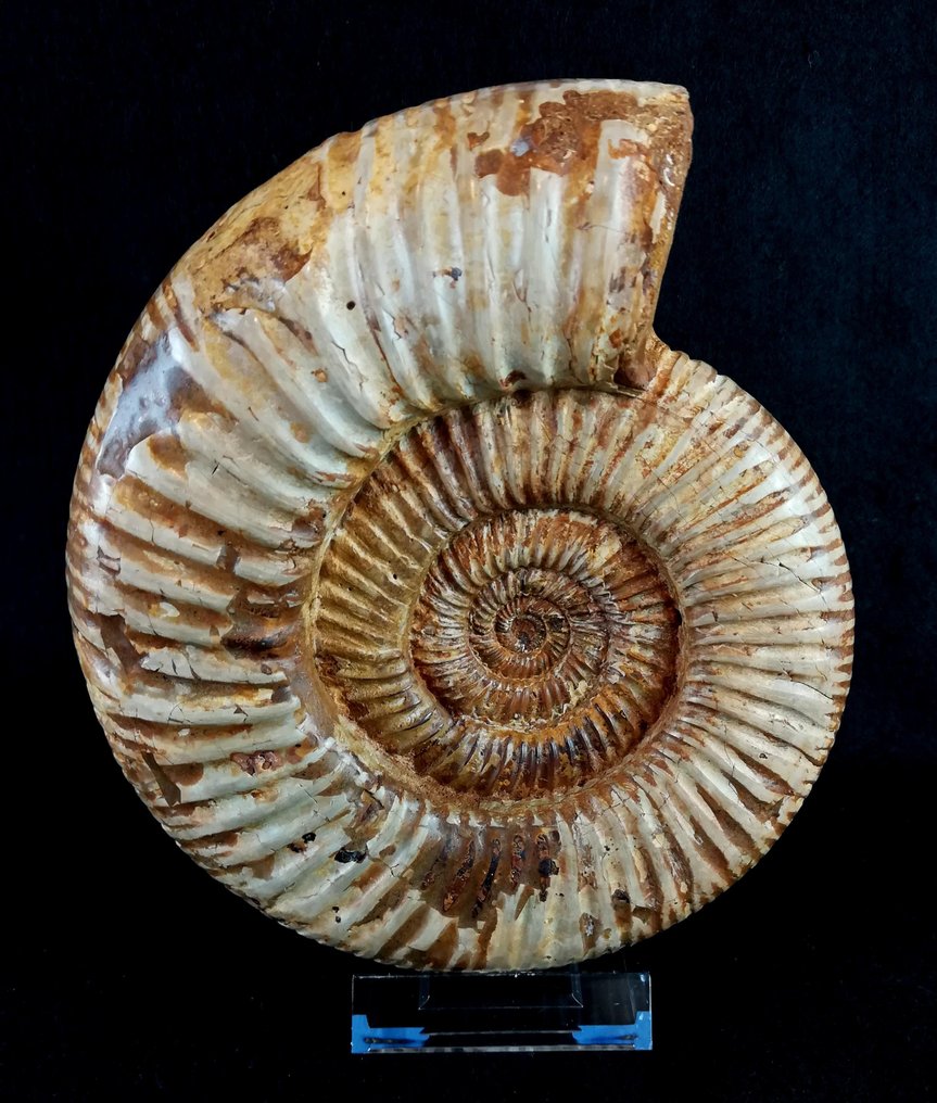 Ammonoid - Fossiliserat djur - Kranaosphinctes (Pachyplanulites) rabei (COLLIGNON) - 18 cm - 15.5 cm #2.1