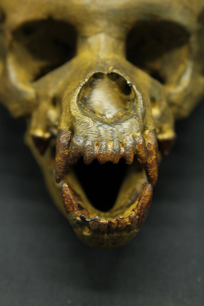 Schelet de vârcolac Craniu - - - 13 cm - 10 cm - 20 cm #2.1