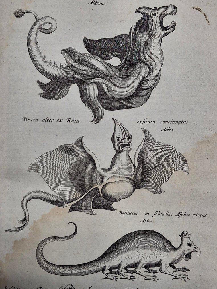 [Historiae Naturalis] - Johnston - Beschrijving van de natuur der gekerfde of kronkel-dieren, slangen en draken - 1660 #4.3