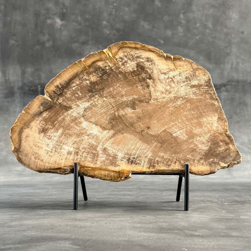 精彩的一片化石木片，放在定制的底座上 - 化石木材 - 32 cm - 41.8 cm  (沒有保留價) #2.1